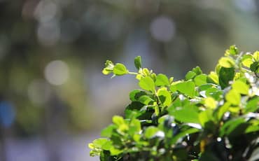 Close-up of vibrant green leaves with a blurred background, creating a bokeh effect in the sunlight. The leaves appear fresh and healthy, capturing the essence of nature.