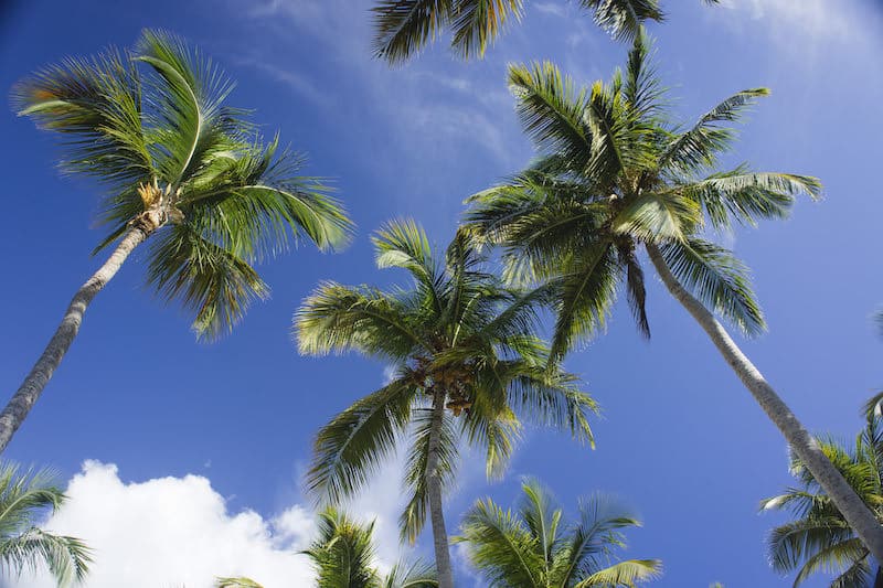 Tall palm trees with lush green fronds stretch towards a clear blue sky, punctuated by a few white clouds. This idyllic location exudes a tropical, serene atmosphere that promises tranquility and escape from the everyday hustle.