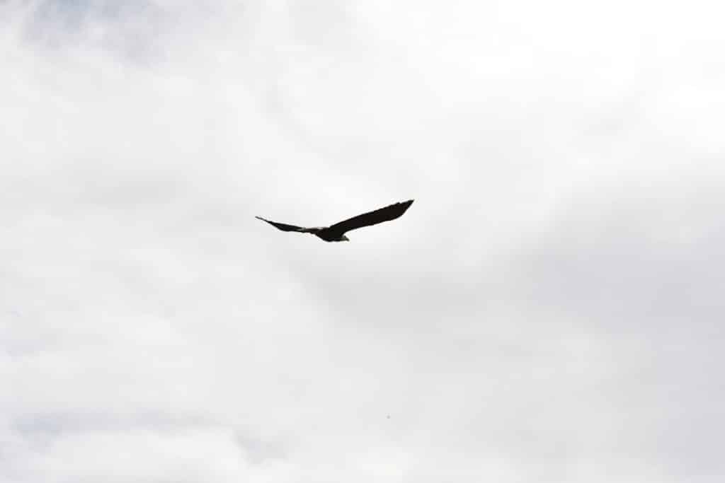 A silhouette of a bird soaring in the sky, with its wings spread out wide against a background of cloudy, overcast sky.