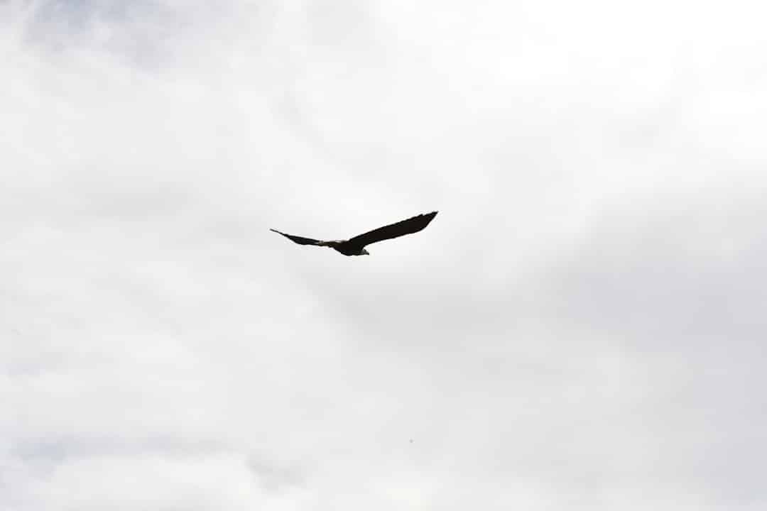 A silhouette of a bird soaring in the sky, with its wings spread out wide against a background of cloudy, overcast sky.