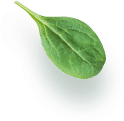 A single green spinach leaf placed on a white background, showing its veins and slightly textured surface.