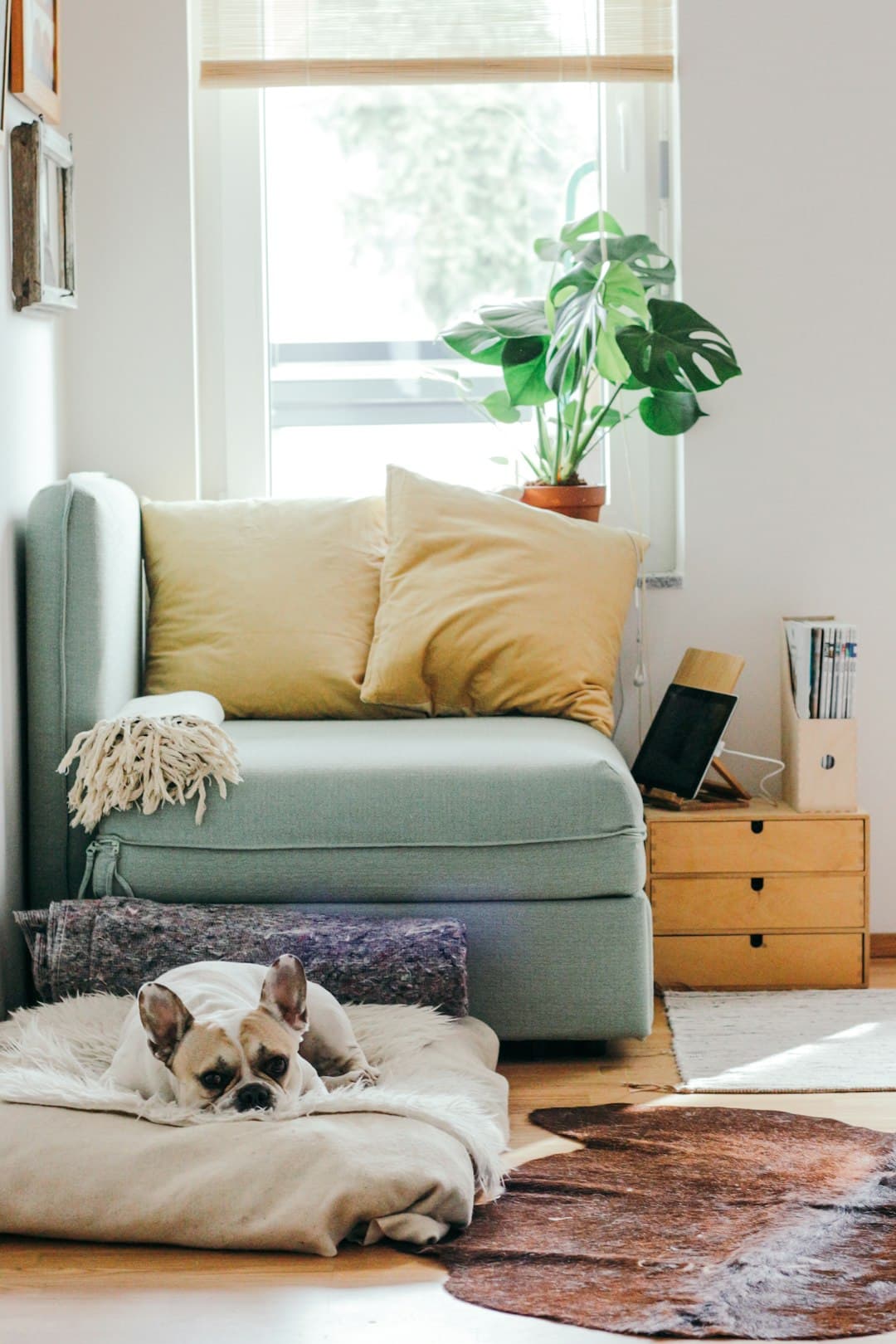 A cozy living room with a light blue sofa adorned with beige cushions. A small dog rests on a pillow in front. A leafy plant sits on a wooden side table near a window with blinds. Magazines are neatly arranged beside it.